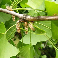 Mabet ağacı bakımı, özellikleri