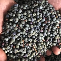 Menengiç ağacı bakımı, özellikleri