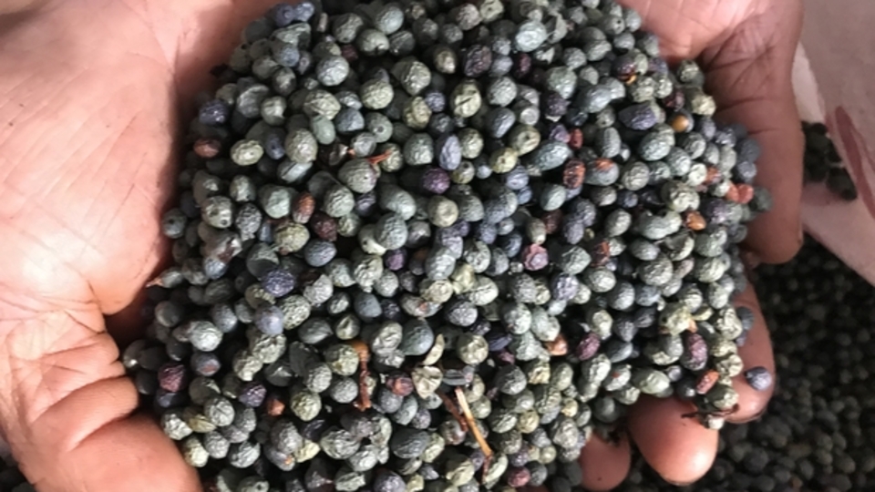 Menengiç ağacı bakımı, özellikleri