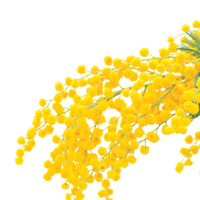 Mimoza ağacı bakımı, özellikler