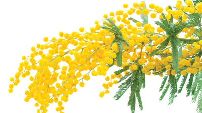 Mimoza ağacı bakımı, özellikler