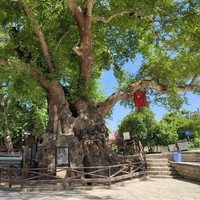 Musa ağacı bakımı, özellikleri, faydaları