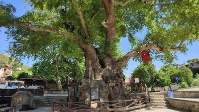 Musa ağacı bakımı, özellikleri, faydaları