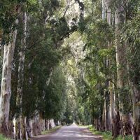 Okaliptus ağacı bakımı, özellikleri