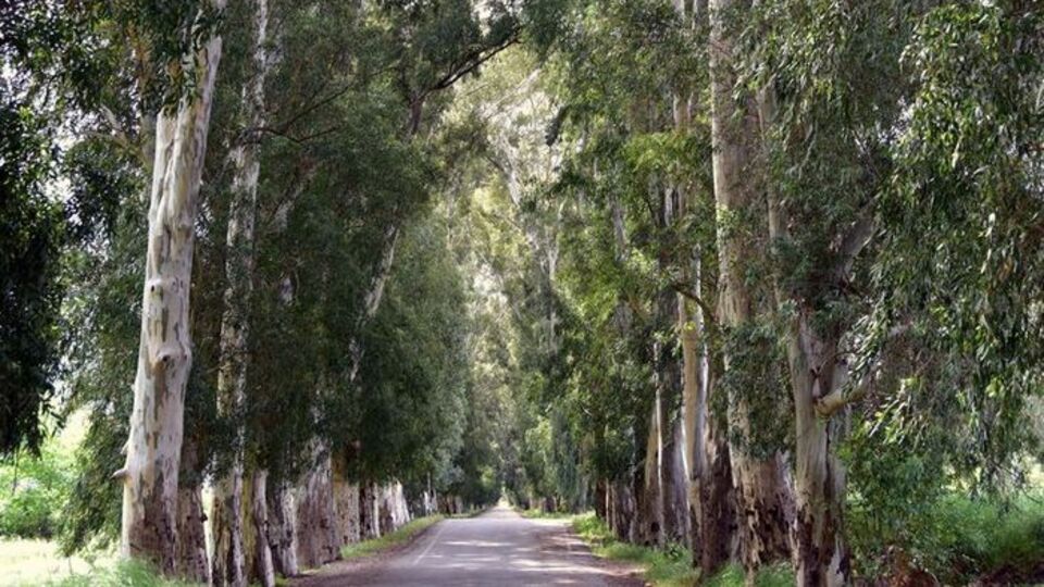 Okaliptus ağacı bakımı, özellikleri