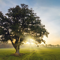 Palamut ağacı bakımı, özellikleri, faydaları