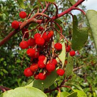 Sandal ağacı nasıl ve nerede yetiştirilir?