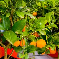 Portakal ağacı nasıl ve nerede yetiştirilir?