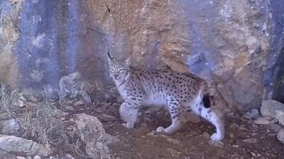 Ormanın hayaleti fotokapanda!