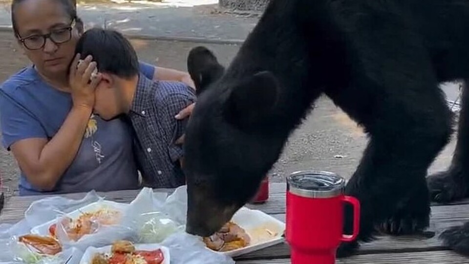 Piknik yapan ailenin masasına ayı çıktı