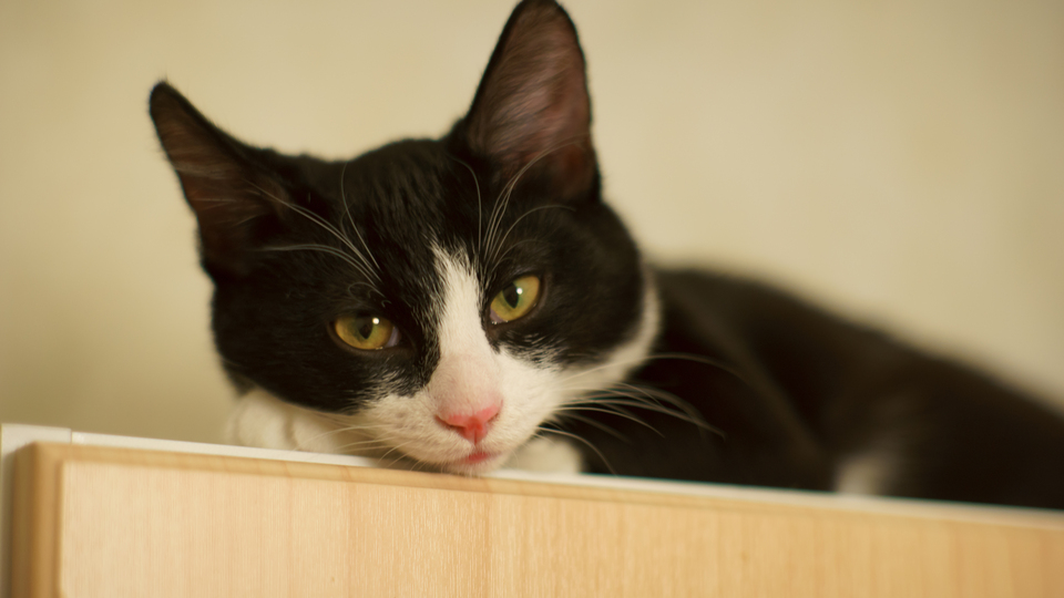 11 yıl sonra sahibine kavuştu!