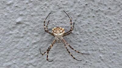 Tekirdağ'da görüntülendi! Uzmanından açıklama...