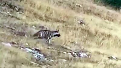 Yozgat'ta çizgili sırtlan!