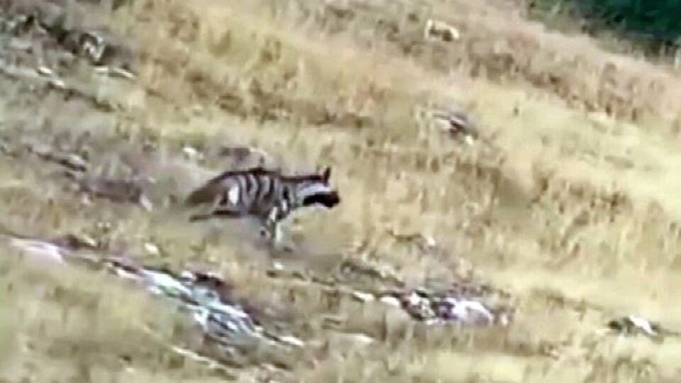 Yozgat'ta çizgili sırtlan!