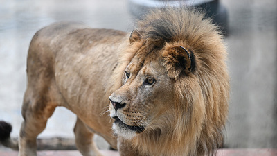 Japonya'da safari parkta aslanın saldırdığı bakıcı öldü