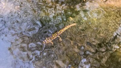 Doğal yaşam alanında görüntüledi!