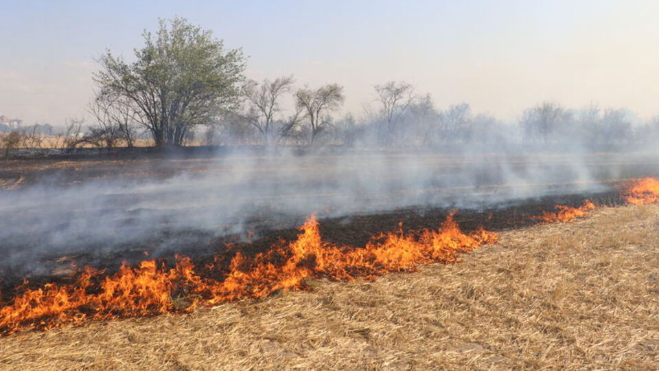 Edirne'de anız ve ağaçlık alanda yangın