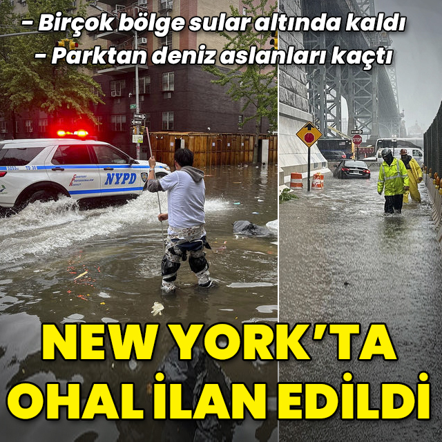 New York sele teslim oldu: Deniz aslanı parktan kaçtı