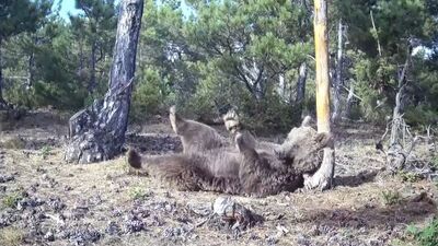 Boz ayının keyifli anları görüntülendi