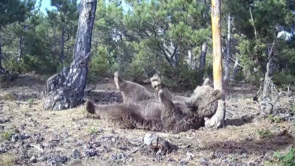 Boz ayının keyifli anları görüntülendi