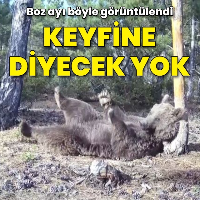 Boz ayının keyifli anları görüntülendi