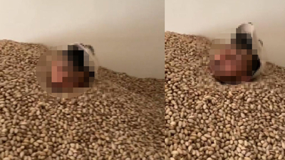 O görüntülere soruşturma! Fıstıklara el konuldu