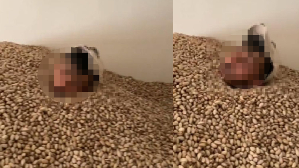 O görüntülere soruşturma! Fıstıklara el konuldu