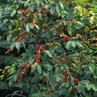 Kahve ağacı nasıl ve nerede yetiştirilir?