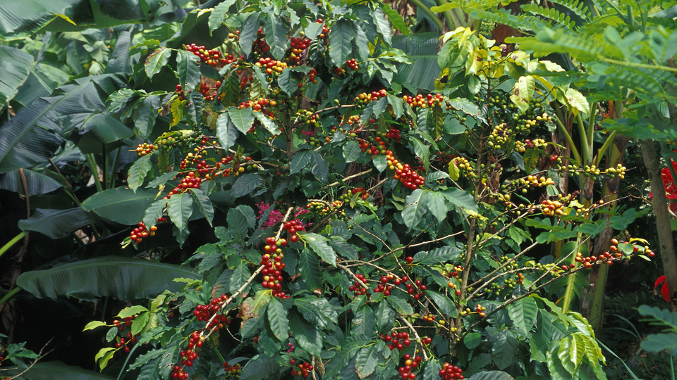 Kahve ağacı nasıl ve nerede yetiştirilir?