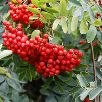 Üvez ağacı nasıl ve nerede yetiştirilir?