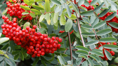 Üvez ağacı nasıl ve nerede yetiştirilir?