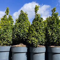 Şimşir ağacı nasıl ve nerede yetiştirilir?