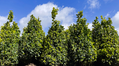 Şimşir ağacı nasıl ve nerede yetiştirilir?