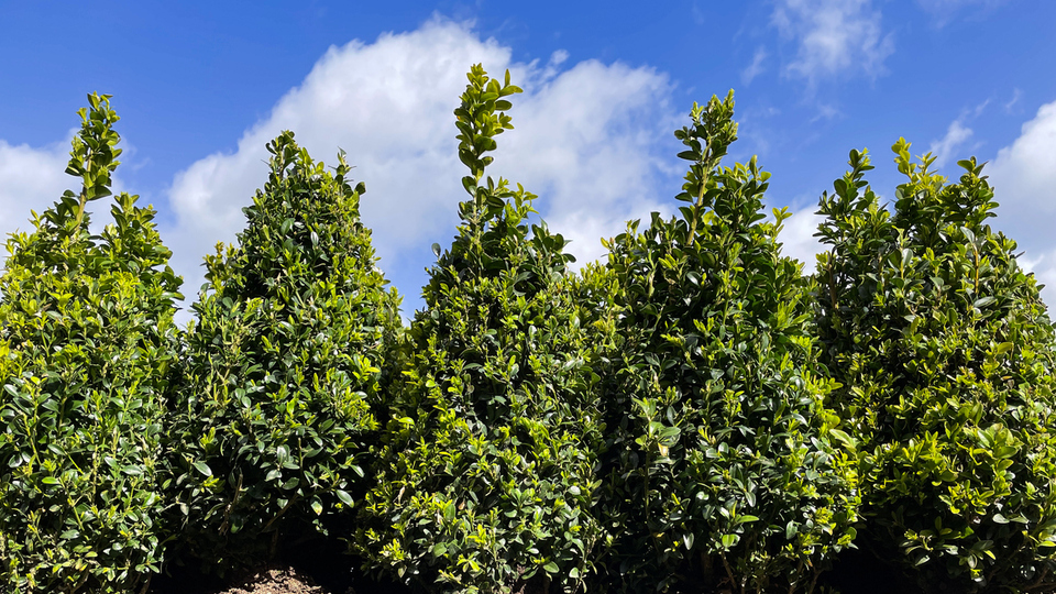 Şimşir ağacı nasıl ve nerede yetiştirilir?