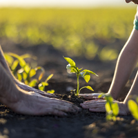 Vakvak ağacı nasıl ve nerede yetiştirilir?