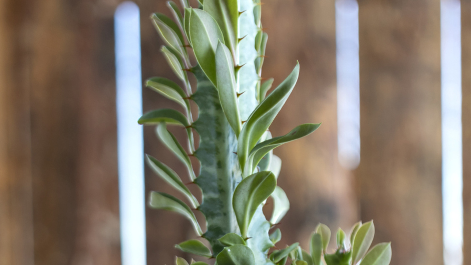 Süt ağacı nasıl ve nerede yetiştirilir?