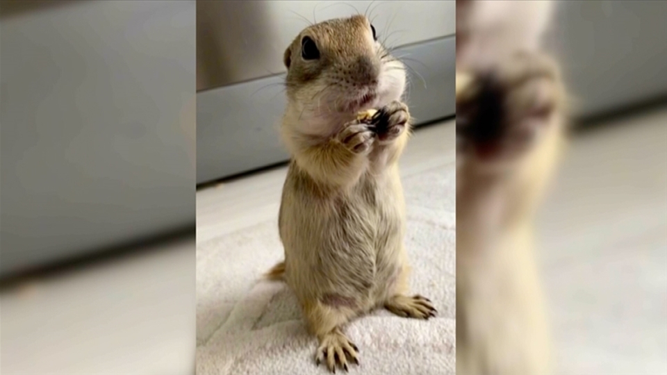 Sincabın 'kuru yemiş keyfi'