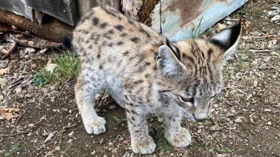 Köyden ayrılmayan vaşak yavrusu ilgi odağı oldu