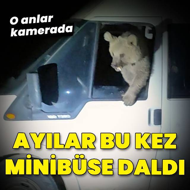 Ayılar kampçıların minibüsüne daldı