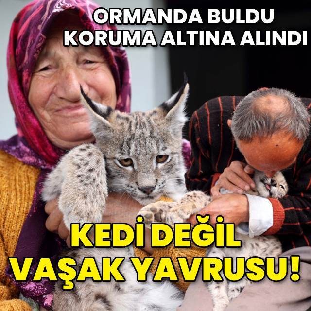 Ormanda bulundu, koruma altına alındı! Kedi değil vaşak yavrusu