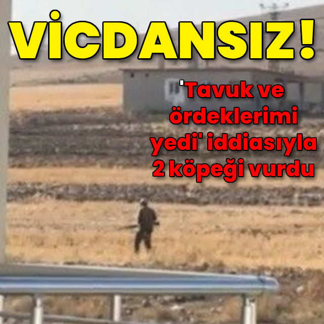 Bunun adı vicdansızlık! Köpekleri vurdu