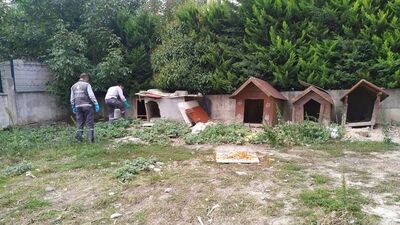 Esenyurt'ta sokağı basan farelere karşı ilaçlama yapıldı