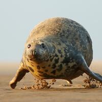 2023 Komik Vahşi Yaşam Fotoğrafları