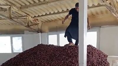 Kayısıların üzerinde yürüdü!