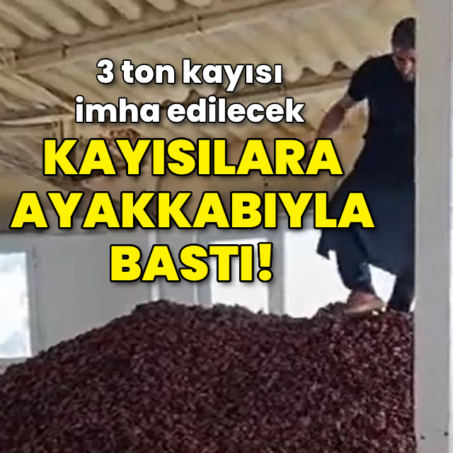 Kayısıların üzerinde yürüdü!