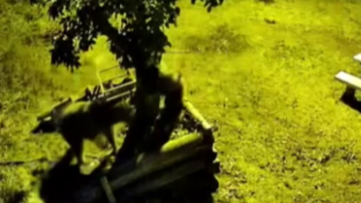 Armudun iyisi için ağaca çıktılar!