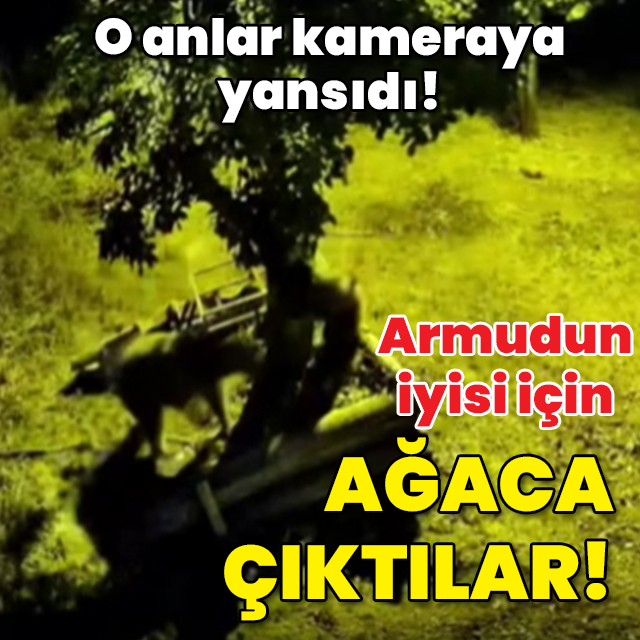 Armudun iyisi için ağaca çıktılar!