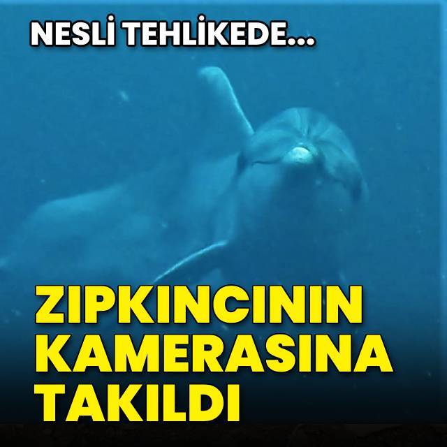 Zıpkıncının kamerasına takıldı!