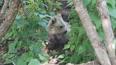 Aç kalan yavrular köye indi