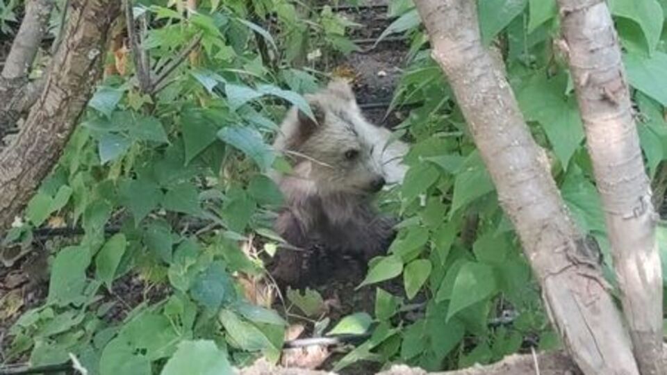Aç kalan yavrular köye indi